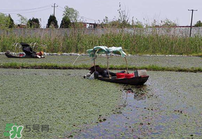 莼菜不能和什么一起吃？莼菜和什么相克？