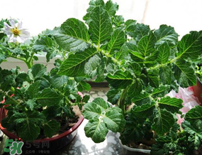 谷雨能種土豆嗎？谷雨前后能種土豆嗎？