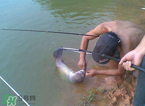 谷雨好釣魚嗎？谷雨釣魚用什么餌料？
