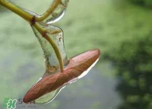 莼菜怎么洗？買來的莼菜怎么洗？