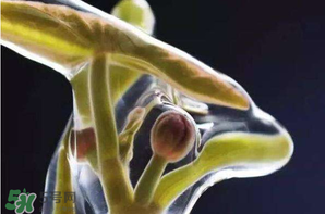 莼菜多少錢一斤？莼菜多少錢一斤2017？