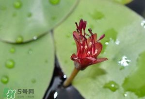 莼菜多少錢一斤？莼菜多少錢一斤2017？