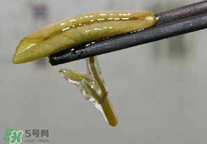 莼菜多少錢一斤？莼菜多少錢一斤2017？