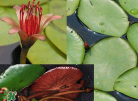 莼菜是什么菜？莼菜是荷葉嗎？