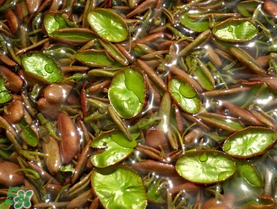 莼菜可以生吃嗎？莼菜怎么吃？