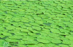 莼菜可以生吃嗎？莼菜怎么吃？