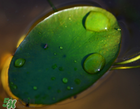 莼菜可以生吃嗎？莼菜怎么吃？