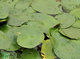 孕婦可以吃莼菜嗎？莼菜孕婦能吃嗎？