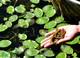 孕婦可以吃莼菜嗎？莼菜孕婦能吃嗎？