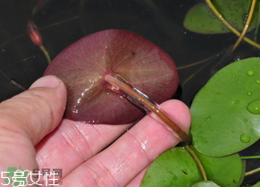 ?莼菜什么時節(jié)有？莼菜什么時候采摘？