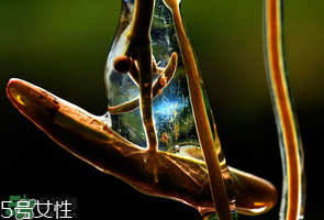 ?莼菜什么時節(jié)有？莼菜什么時候采摘？