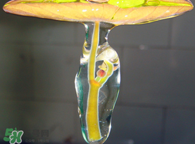 莼菜能放冰箱嗎？莼菜怎么保存？