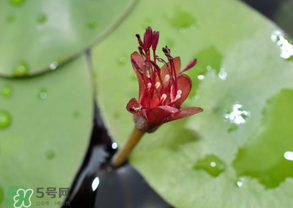 莼菜能放冰箱嗎？莼菜怎么保存？