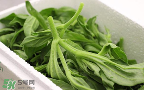 冰菜什么人不適宜吃？冰菜什么體質(zhì)不能吃？