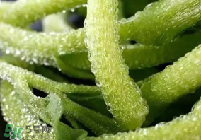 冰草什么人不能吃？冰草什么體質(zhì)不能吃？