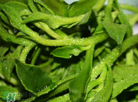 冰草什么人不能吃？冰草什么體質(zhì)不能吃？