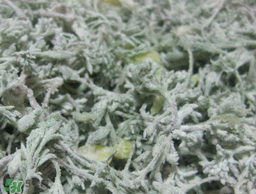 白蒿泡水喝的功效 白蒿泡水喝有什么功效 白蒿泡水喝的功效 白蒿泡水喝有什么功效