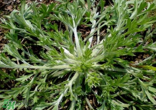 白蒿泡水喝的功效 白蒿泡水喝有什么功效 白蒿泡水喝的功效 白蒿泡水喝有什么功效