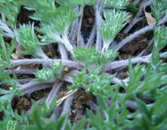 白蒿泡水喝的功效 白蒿泡水喝有什么功效 白蒿泡水喝的功效 白蒿泡水喝有什么功效