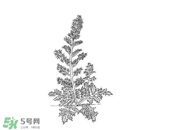 白蒿孕婦能吃嗎？孕婦可以吃白蒿嗎？