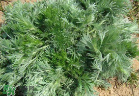 白蒿孕婦能吃嗎？孕婦可以吃白蒿嗎？