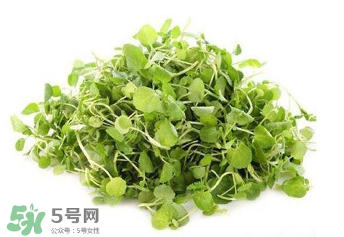 西洋菜怎么吃？西洋菜怎么做好吃