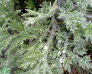 白蒿能治黃疸嗎？白蒿水可以治黃疸嗎？