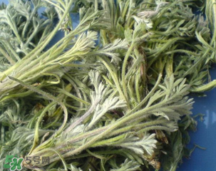 白蒿能治黃疸嗎？白蒿水可以治黃疸嗎？