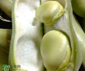 蠶豆多少錢一斤？蠶豆多少錢一斤2017？