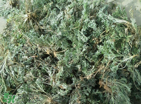 白蒿多少錢一斤？白蒿的價格