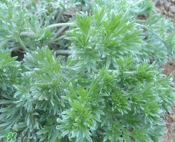 白蒿多少錢一斤？白蒿的價格