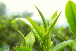 谷雨為什么喝谷雨茶？谷雨茶是什么茶？