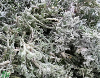 白蒿不能和什么一起吃？白蒿不能與什么同食？