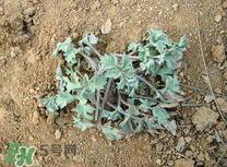 白蒿不能和什么一起吃？白蒿不能與什么同食？