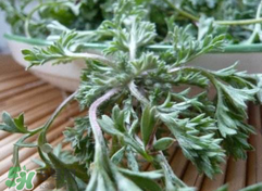 白蒿能生吃嗎？白蒿能不能生吃？