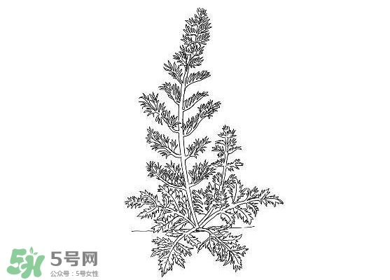 白蒿能生吃嗎？白蒿能不能生吃？