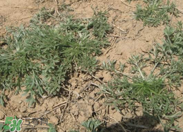 白蒿能生吃嗎？白蒿能不能生吃？