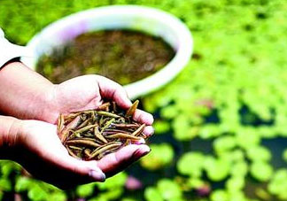 莼菜可以生吃嗎？莼菜怎么吃？