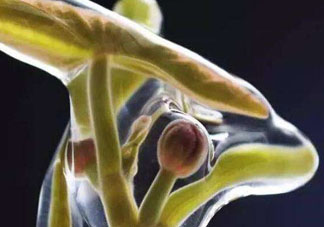 莼菜吃了有什么好處？莼菜的營養(yǎng)價(jià)值