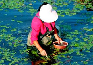 莼菜是什么菜？莼菜是荷葉嗎？