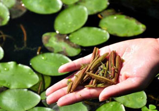 莼菜不能和什么一起吃？莼菜和什么相克？