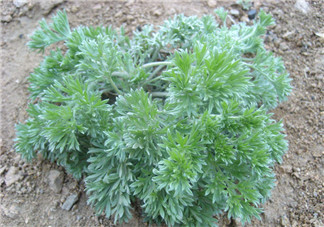 白蒿不能和什么一起吃？白蒿不能與什么同食？