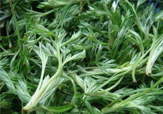 白蒿能治黃疸嗎？白蒿水可以治黃疸嗎？