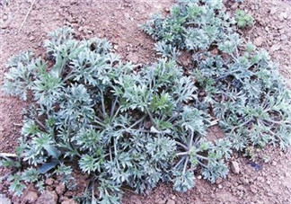 白蒿能生吃嗎？白蒿能不能生吃？