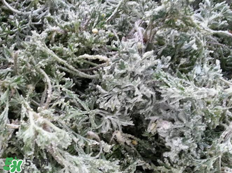 白蒿怎么做好吃？白蒿的做法