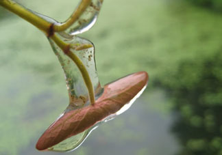 孕婦可以吃莼菜嗎？莼菜孕婦能吃嗎？