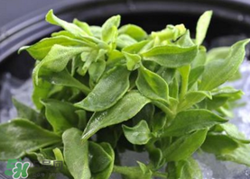 冰草不能和什么一起吃？冰草不能和什么同時(shí)吃？