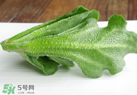 冰草不能和什么一起吃？冰草不能和什么同時(shí)吃？