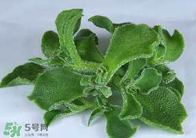 冰草可以放冰箱嗎？冰草能用冰塊保存嗎？