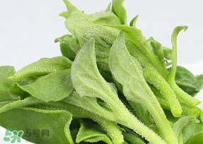 冰草可以放冰箱嗎？冰草能用冰塊保存嗎？